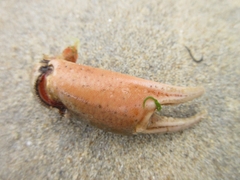 Carcinus maenas