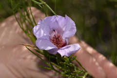 Alyogyne hakeifolia