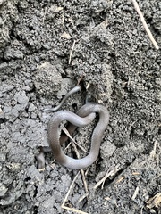 Diadophis punctatus