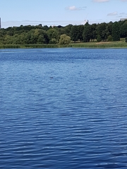 Podiceps cristatus