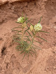 Asclepias labriformis