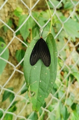 Histia flabellicornis