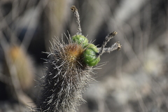 Haageocereus pseudomelanostele