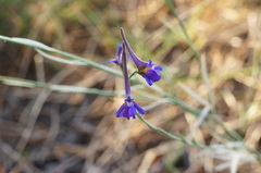 Delphinium halteratum