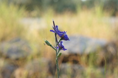Delphinium halteratum
