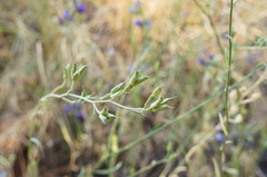 Delphinium halteratum