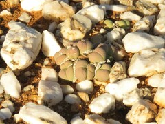 Gibbaeum heathii
