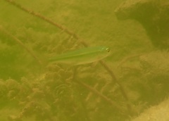 Alburnoides bipunctatus