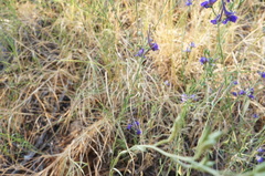 Delphinium halteratum