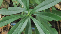 Daphne kiusiana