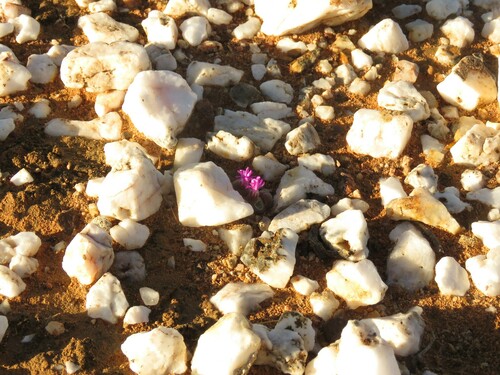 Image of Gibbaeum pilosulum by (c) Christiaan Viljoen, some rights reserved (CC BY)