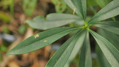 Daphne kiusiana