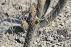 Haageocereus pseudomelanostele