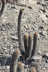 Haageocereus pseudomelanostele