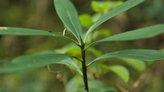 Daphne kiusiana