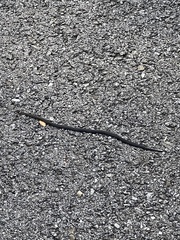 Diadophis punctatus