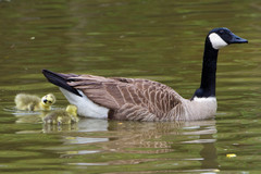 Branta canadensis