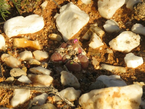 Gibbaeum pilosulum