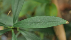Daphne kiusiana