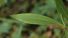 Daphne kiusiana