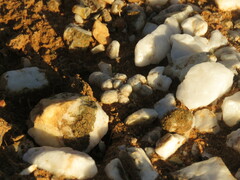 Anacampseros papyracea