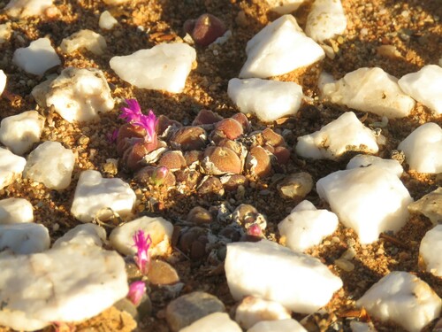 Oldman Humpfig (Gibbaeum pilosulum)