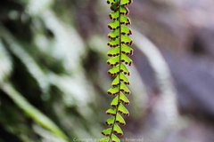 Adiantum malesianum