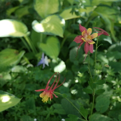 Aquilegia elegantula