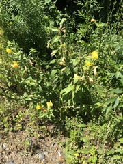 Oenothera villosa