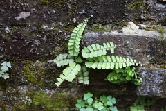 Adiantum malesianum