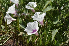 Ipomoea longifolia