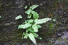 Adiantum malesianum