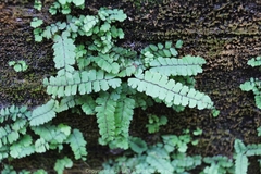 Adiantum malesianum