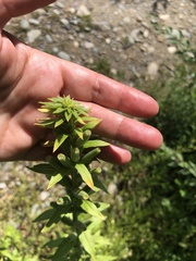 Oenothera villosa