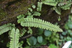 Adiantum malesianum