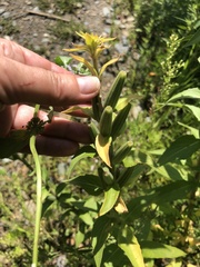 Oenothera villosa