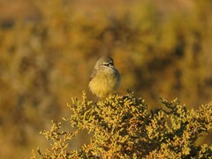 Anthoscopus minutus gigi