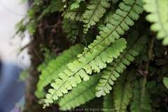 Adiantum malesianum