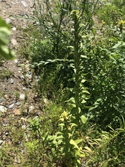 Oenothera villosa