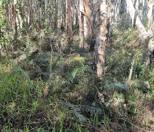 Parablechnum camfieldii image