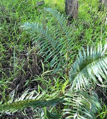 Parablechnum camfieldii image