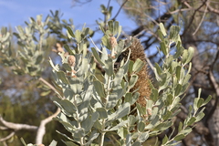 Banksia sceptrum