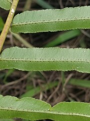 Parablechnum camfieldii image