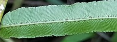 Parablechnum camfieldii image