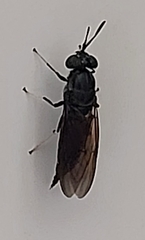 Hermetia illucens