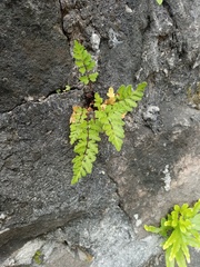 Cheilanthes nudiuscula