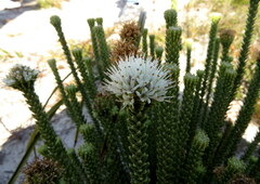 Campylostachys cernua