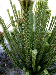 Campylostachys cernua