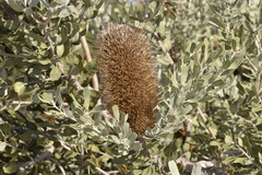 Banksia sceptrum