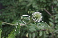 Echinops davuricus